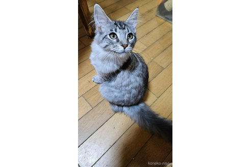 成約済の東京都のメインクーン-95955の4枚目