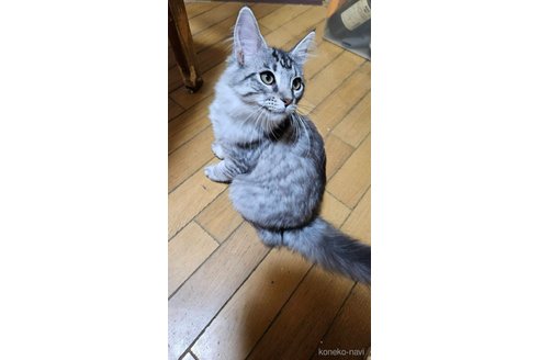 成約済の東京都のメインクーン-95955の5枚目