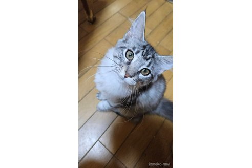成約済の東京都のメインクーン-95955の1枚目