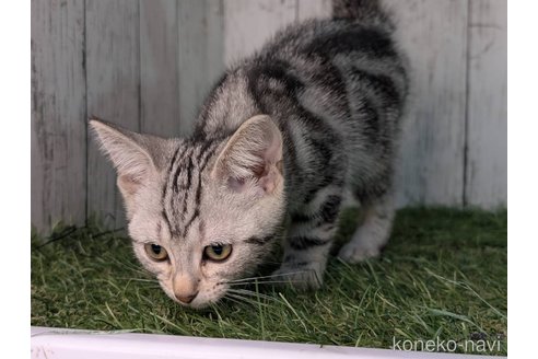 成約済の三重県のアメリカンショートヘア-92980の7枚目