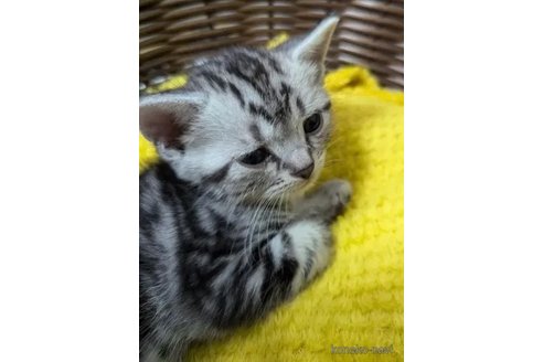 成約済の神奈川県のアメリカンショートヘア-95967の2枚目