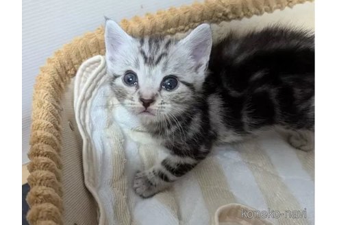 成約済の神奈川県のアメリカンショートヘア-95967の4枚目
