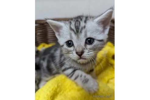 成約済の神奈川県のアメリカンショートヘア-95969の1枚目