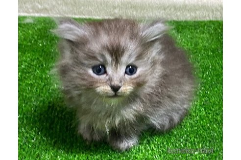 成約済の千葉県のサイベリアン-95979の17枚目