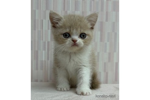 成約済の千葉県のエキゾチックショートヘア-95987の2枚目