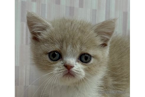 成約済の千葉県のエキゾチックショートヘア-95987の1枚目