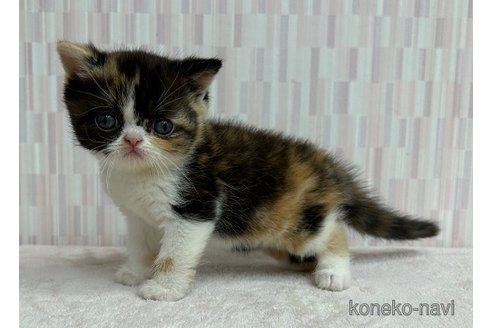 成約済の千葉県のエキゾチックショートヘア-95989の3枚目