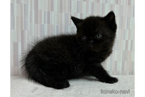 成約済の千葉県のエキゾチックショートヘア-95990の2枚目