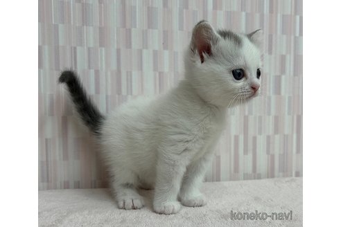 成約済の千葉県のスコティッシュフォールド-95991の2枚目