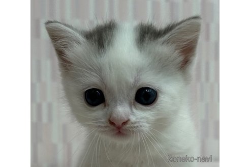 成約済の千葉県のスコティッシュフォールド-95991の1枚目