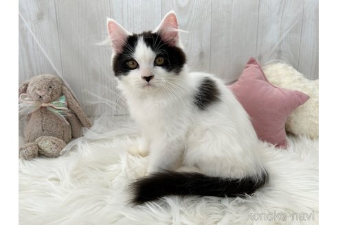成約済の大阪府のマンチカン-96029の1枚目