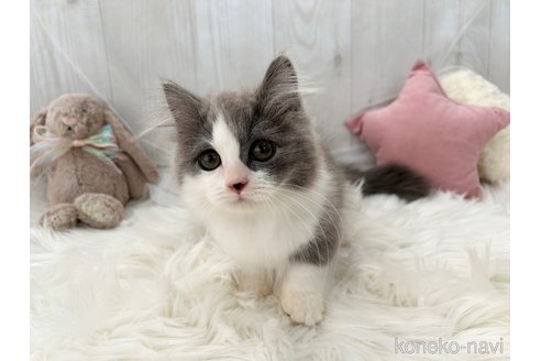 成約済の大阪府のマンチカン(短足)-96033の3枚目
