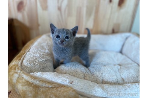 成約済の長野県のロシアンブルー-96041の2枚目