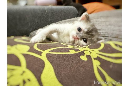 販売中の徳島県のマンチカン-96047の2枚目