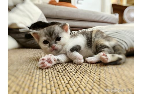 販売中の徳島県のマンチカン-96047の3枚目