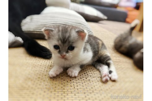 販売中の徳島県のマンチカン-96047の8枚目