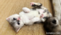 オンライン見学