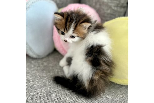 成約済の岐阜県のサイベリアン-96053の13枚目