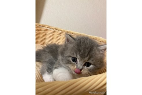 成約済の三重県のスコティッシュフォールド-96057の12枚目