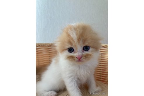 成約済の三重県のスコティッシュフォールド(折れ耳)-96059の17枚目