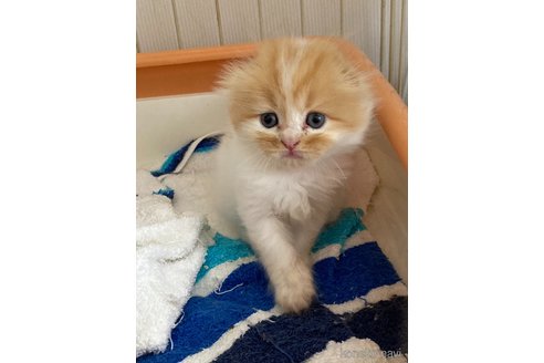 成約済の三重県のスコティッシュフォールド(折れ耳)-96059の2枚目