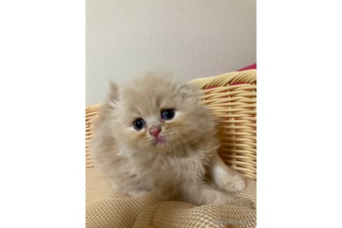 成約済の三重県のスコティッシュフォールド(折れ耳)-96060の9枚目