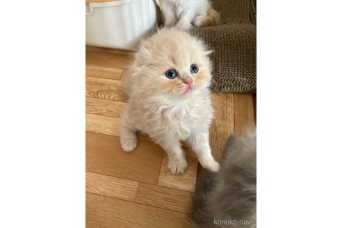 成約済の三重県のスコティッシュフォールド(折れ耳)-96060の1枚目