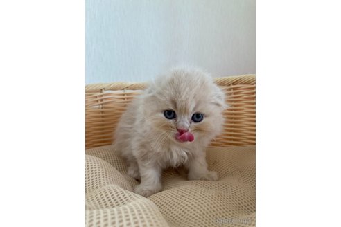 成約済の三重県のスコティッシュフォールド(折れ耳)-96060の2枚目
