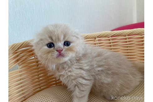 成約済の三重県のスコティッシュフォールド(折れ耳)-96060の4枚目