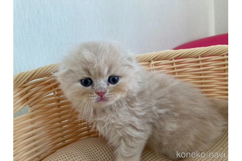 成約済の三重県のスコティッシュフォールド(折れ耳)-96060の5枚目