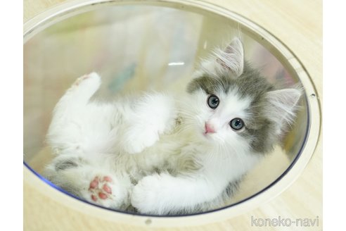 成約済の千葉県のノルウェージャンフォレストキャット-96065の5枚目