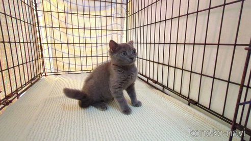 成約済の茨城県のブリティッシュショートヘア-95398の5枚目