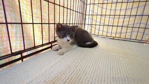 成約済の茨城県のブリティッシュショートヘア-95396の4枚目