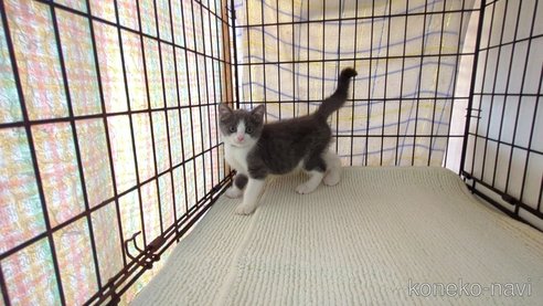 成約済の茨城県のブリティッシュショートヘア-93321の2枚目