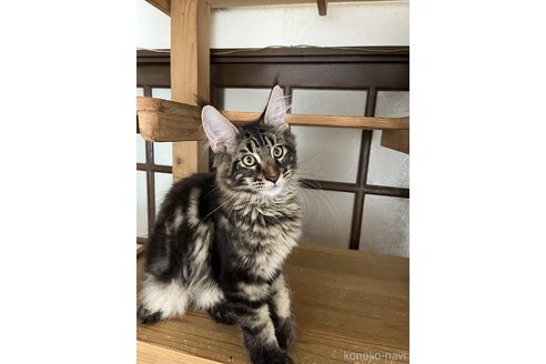 成約済の神奈川県のメインクーン-96093の2枚目