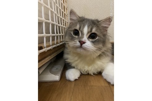 成約済の三重県のスコティッシュフォールド-93160の4枚目