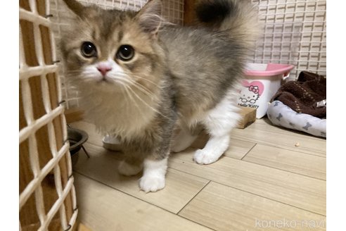 成約済の三重県のスコティッシュフォールド-91621の4枚目