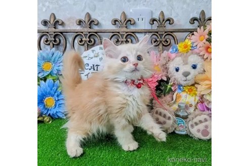 成約済の千葉県のラガマフィン-96141の4枚目