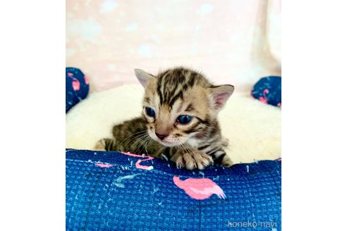成約済の静岡県のベンガル-96168の41枚目