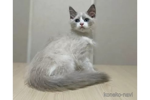 成約済の石川県のラグドール-96171の1枚目