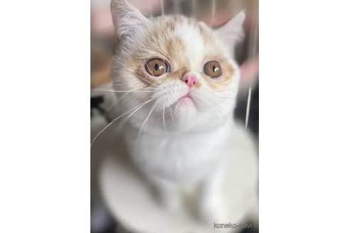 成約済の熊本県のエキゾチックショートヘア-96189