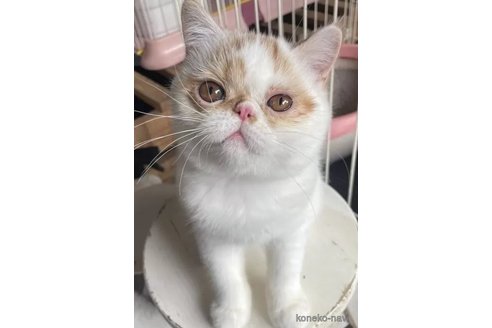 成約済の熊本県のエキゾチックショートヘア-96189の4枚目
