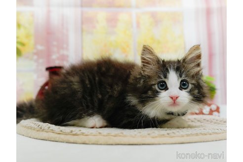 成約済の神奈川県のノルウェージャンフォレストキャット-96193の9枚目