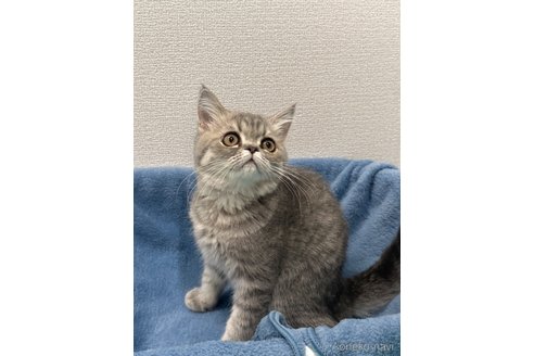 成約済の愛知県のエキゾチックショートヘア-96206の1枚目