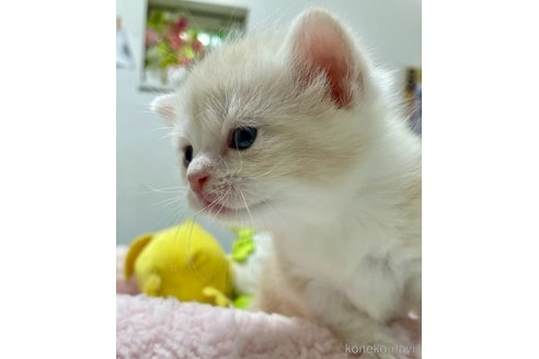 成約済の大阪府のスコティッシュフォールド-96214の3枚目