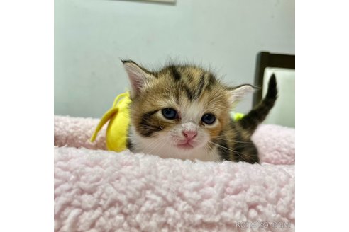成約済の大阪府のスコティッシュフォールド-96215の7枚目