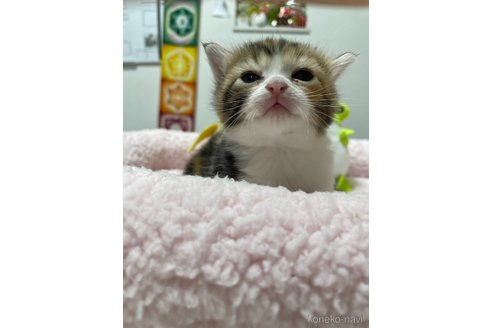 成約済の大阪府のスコティッシュフォールド-96215の2枚目