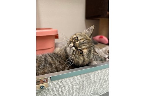 成約済の愛知県のエキゾチックショートヘア-96218の3枚目
