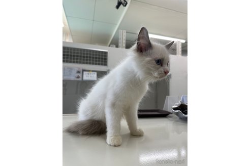 成約済の愛知県のラグドール-96220の2枚目