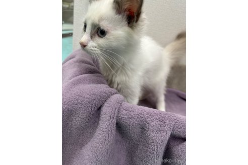 成約済の愛知県のラグドール-96224の1枚目